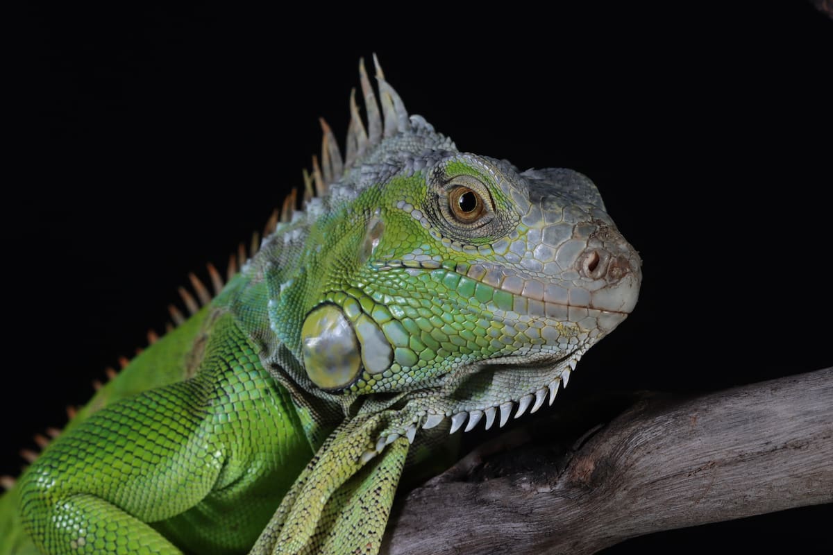 El público puede capturar y sacrificar iguanas verdes durante todo el año, sin licencia ni permiso, en 32 terrenos administrados por la FWC en el sur de Florida