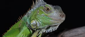 Qué se puede hacer cuando encuentras una iguana en tu propiedad de Florida