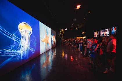 El público viendo la obra de Sofía Crespo, artista argentina que fusiona la inteligencia artificial con su representación de la vida orgánica. Su exposición estará disponible durante todo el mes de febrero en la galería de ArtLab.
Gentileza: Gonzalo Solimano.