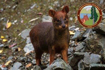 El pudu, el cérvido más pequeño del mundo, símbolo del Parque Nacional Los Alerces.