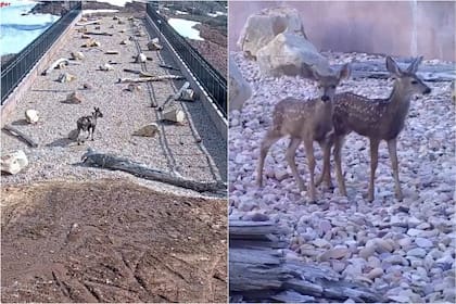 El puente de más de 100 metros de largo y 15 de ancho es exclusivo para animales