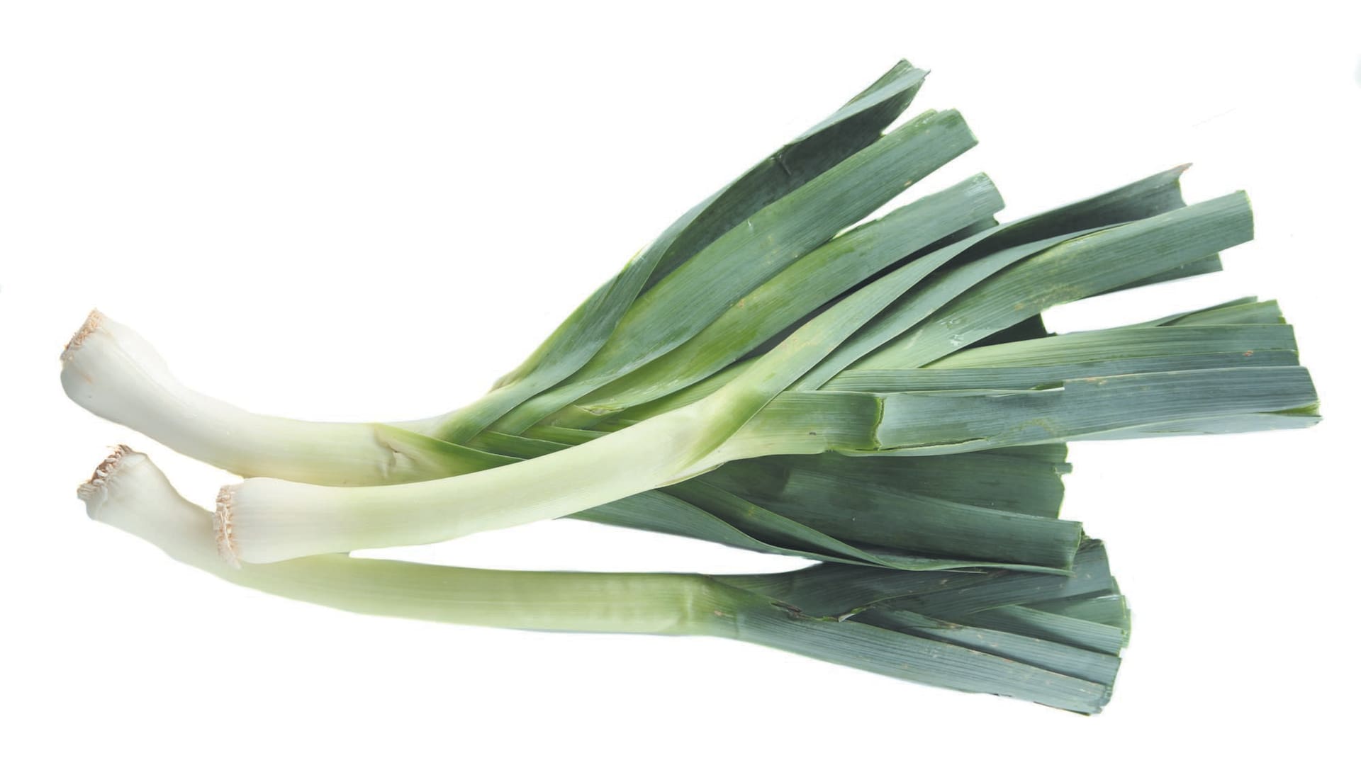 El puerro florecido adorna la huerta y le suma encanto al jardín.