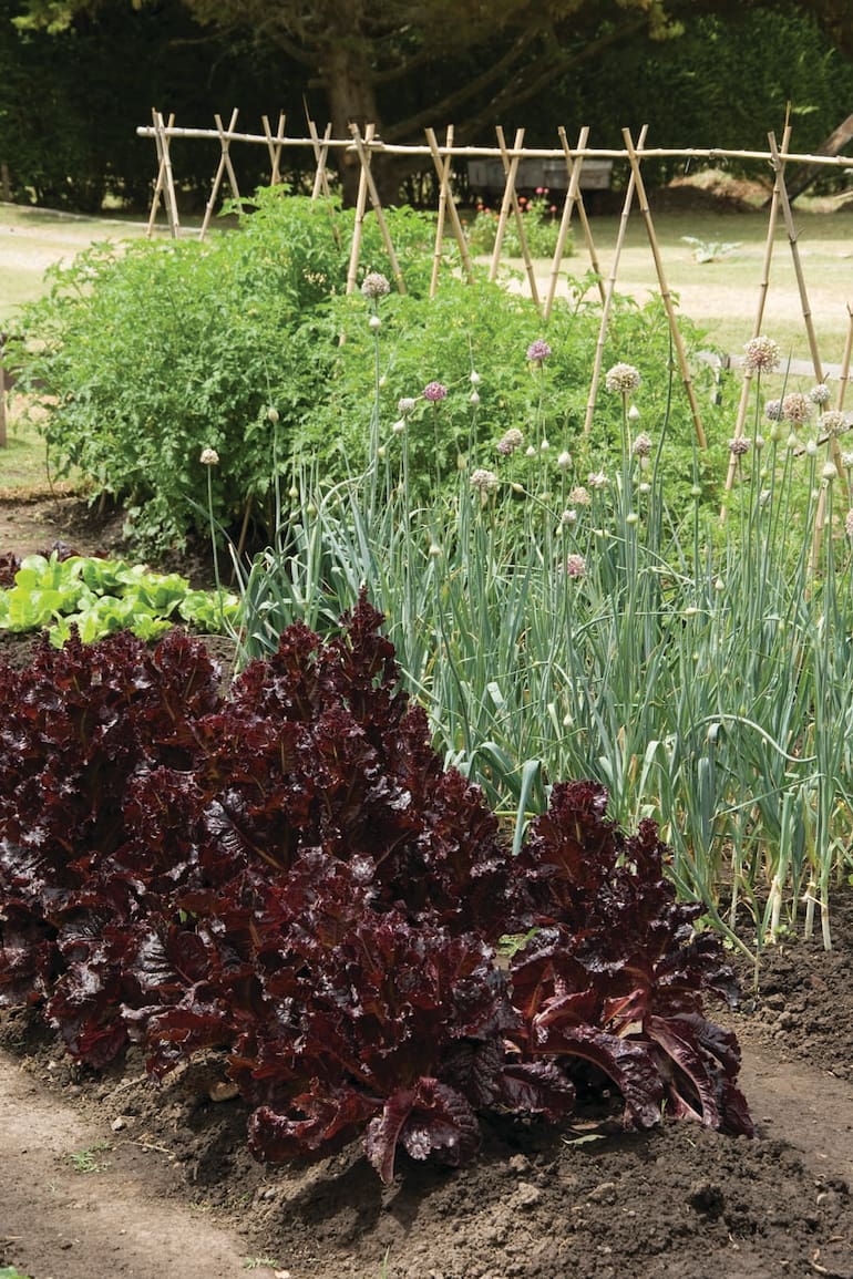 El puerro florecido adorna la huerta y le suma encanto al jardín.