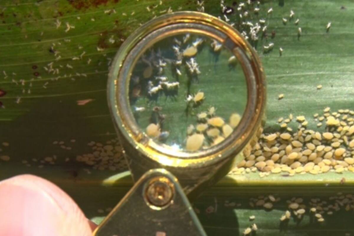 El pulgón, una amenaza