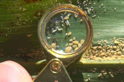 El pulgón, una amenaza