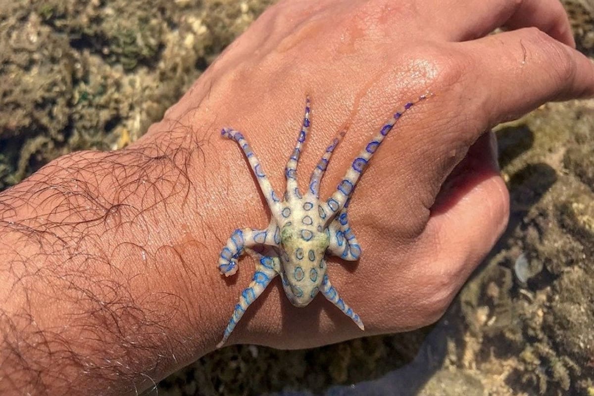 El pulpo de anillos azules es considerado el animal más mortal del mundo debido a que libera esta peligrosa toxina