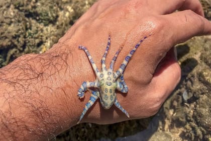 El pulpo de anillos azules es considerado el animal más mortal del mundo debido a que libera esta peligrosa toxina