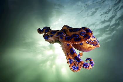 El pulpo de anillos azules puede liberar la tetrodotoxina (TTX) a través de una mordedura casi indolora