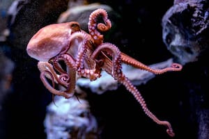 El pulpo es un invertebrado cefalópodo que tiene ocho tentáculos alrededor de la boca; en cada tentáculo cuenta con dos hileras de ventosas que le ayudan a atrapar a sus presas