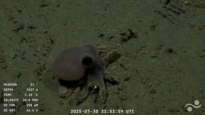 El pulpo hallado se encontraba a 2427 metro de profundidad