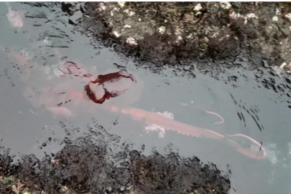 El pulpo navegaba por la costa de Oregon cuando fue captado en video