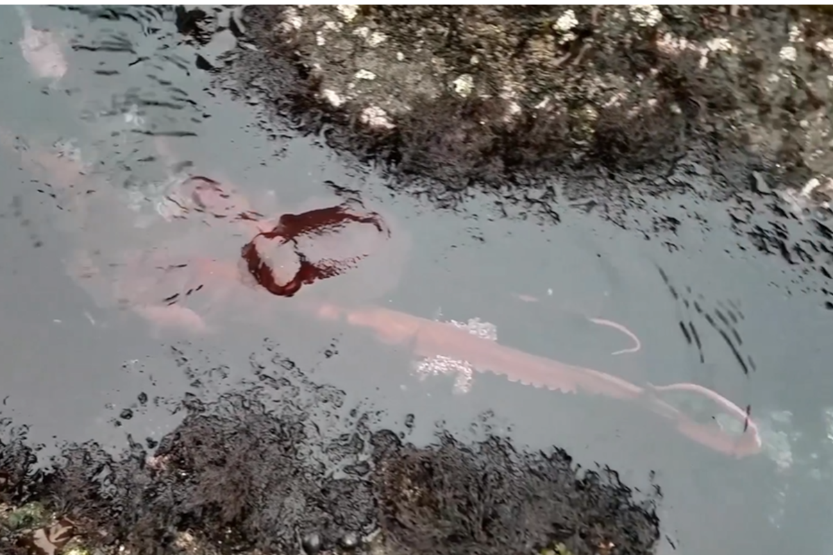 El pulpo navegaba por la costa de Oregon cuando fue captado en video