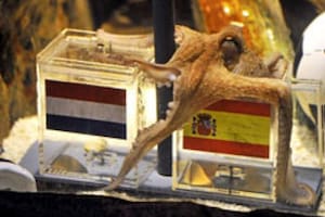 El pulpo Paul, el protagonista del Mundial 2010 que recibió amenazas de muerte por “adivinar” los ganadores