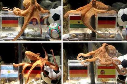 El pulpo Paul acertó en todas sus "predicciones" del Mundial 2010