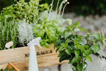 El pulverizador o rociador, elemento fundamental para esparcir sobre las plantas los remedios caseros para acabar con la cochinilla algodonosa