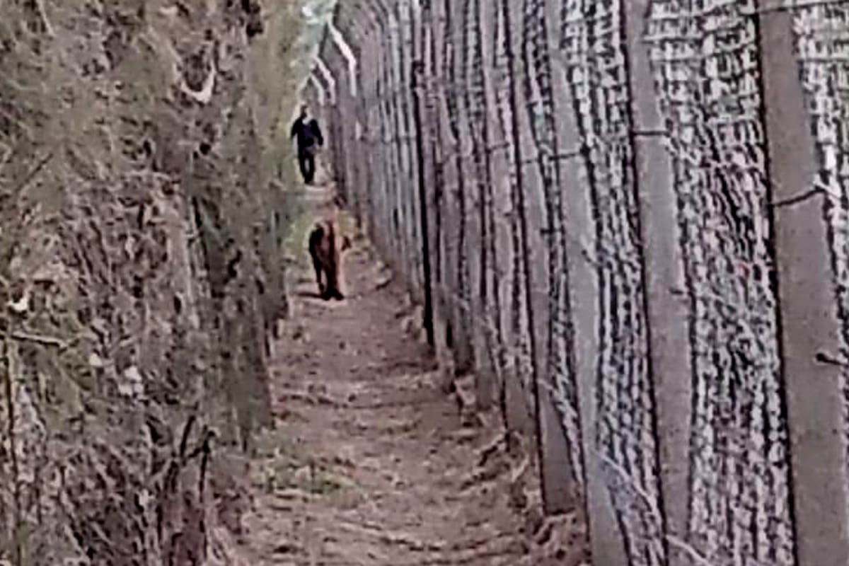 El puma caminaba junto a la cerca del country