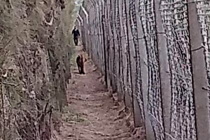 El puma caminaba junto a la cerca del country
