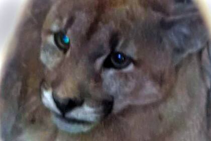 El puma caminaba junto a la cerca del country