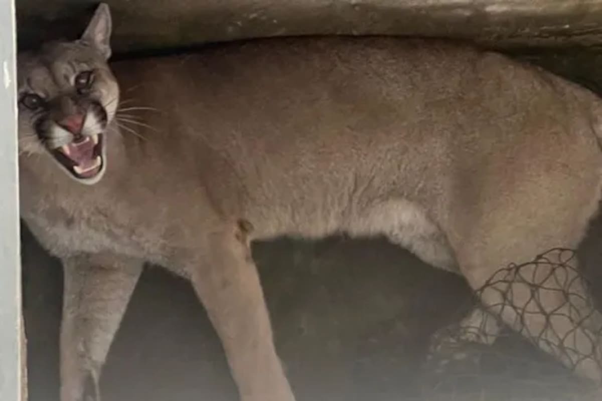 El puma capturado. Foto: Policía de Santa Fe/Gentileza La Capital