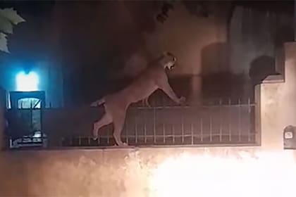 El puma corrió por las calles de Necochea hasta que fue capturado