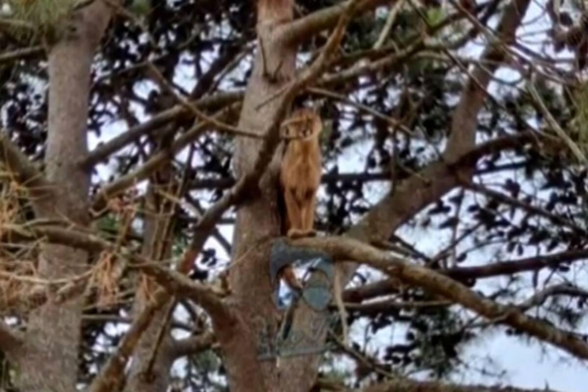 El puma está en un árbol muy alto