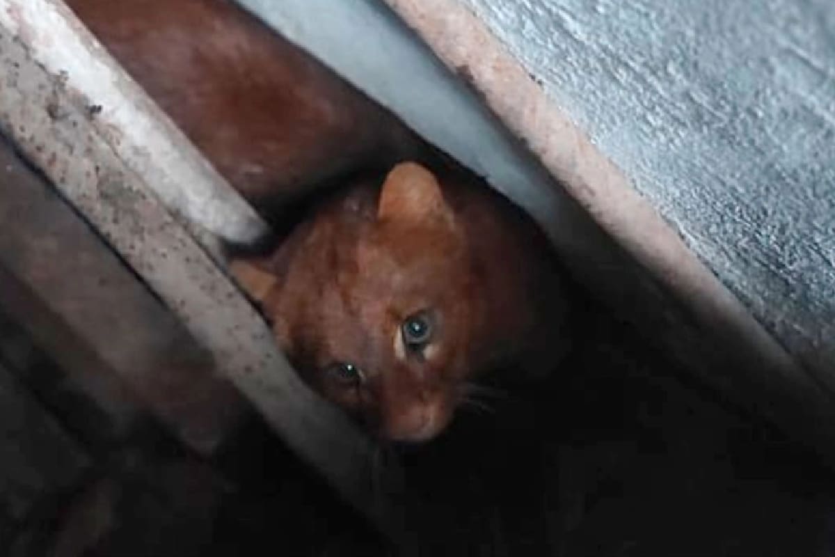 El puma fue encontrado en una casa de Paraná, en Entre Ríos