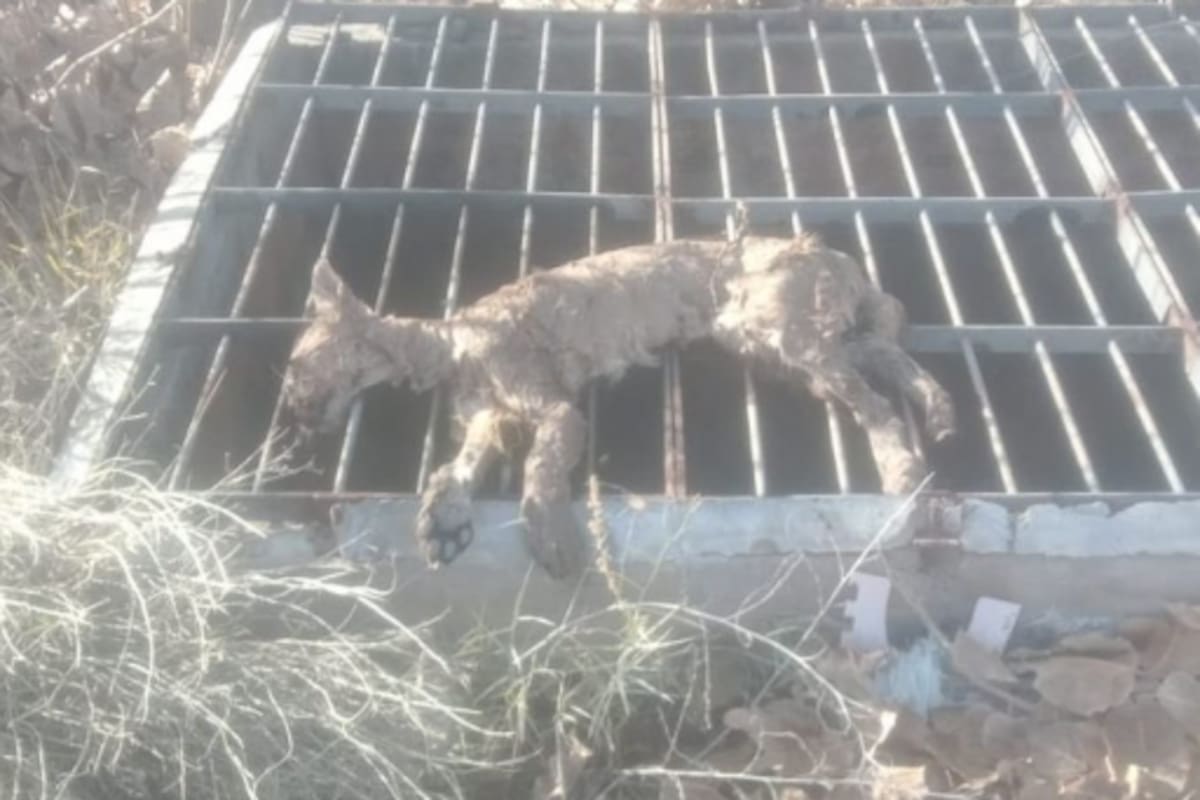El puma fue encontrado sin vida dentro del canal Cacique Guaymallén