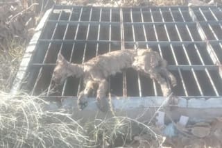 Apareció muerto un puma que había sorprendido a los vecinos tras pasearse en el centro de la ciudad