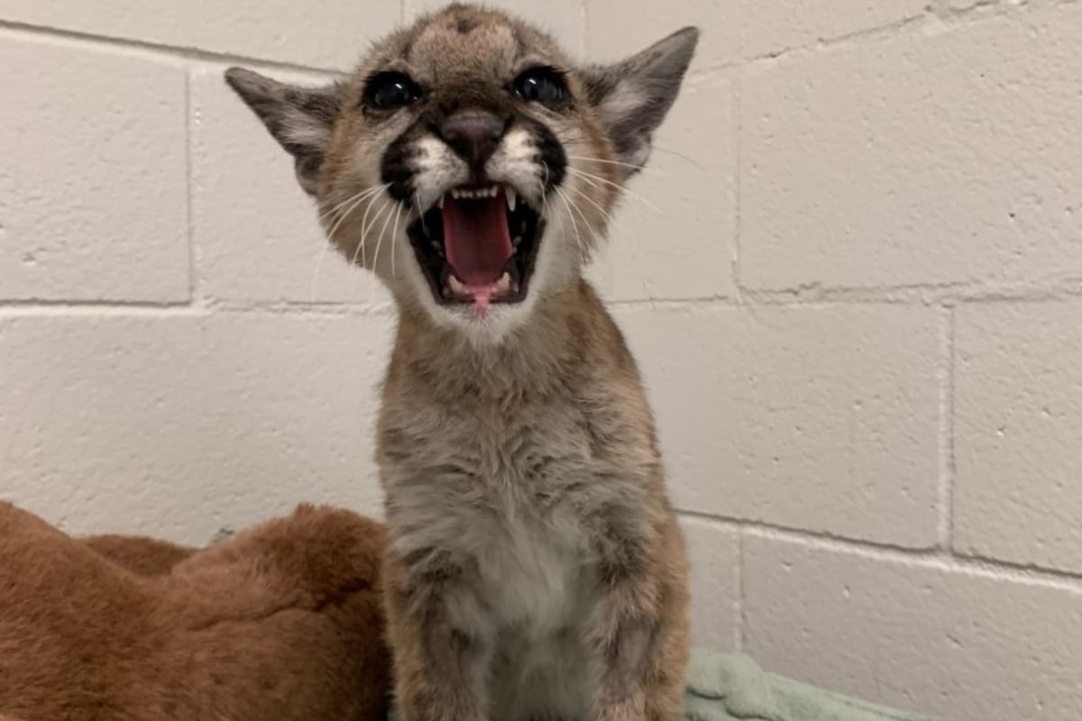 El puma fue hallado deshidratado y en muy mal estado