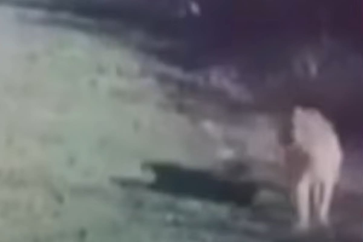 El puma fue registrado por las cámaras de seguridad del country Los Jazmines