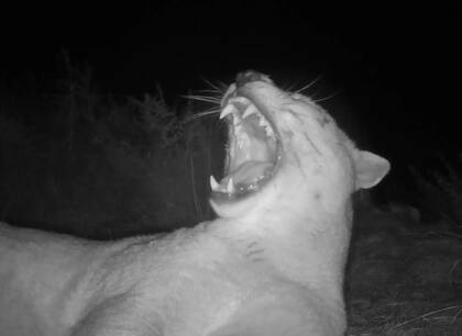 El puma le regaló un gran bostezo a la cámara (Foto: The Dodo)