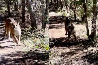 El puma persiguió durante unos cinco minutos al senderista Jared Smith en un sendero del Cañón Big Cottonwood, en Utah