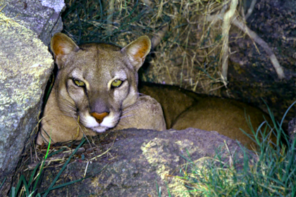 El puma se caracteriza por su gran capacidad de adaptación a múltiples escenarios