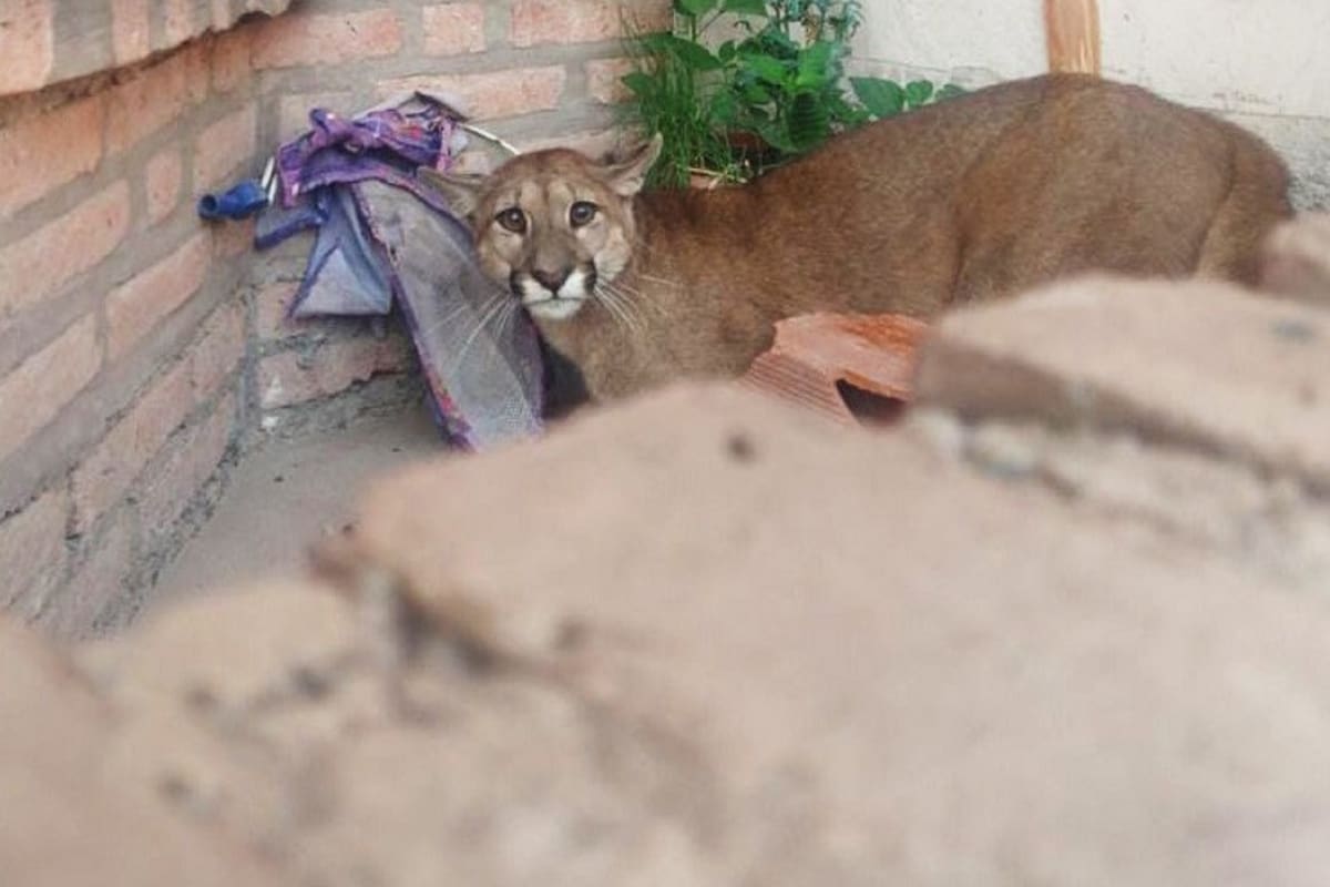 El puma se escondió en el patio delantero de una casa y debió ser rescatado.