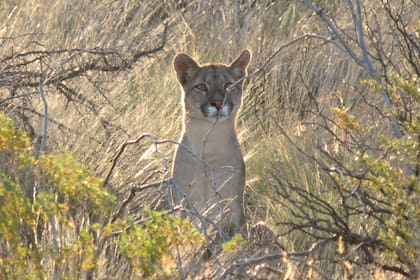 El puma, uno de los depredadores que mencionan los productores