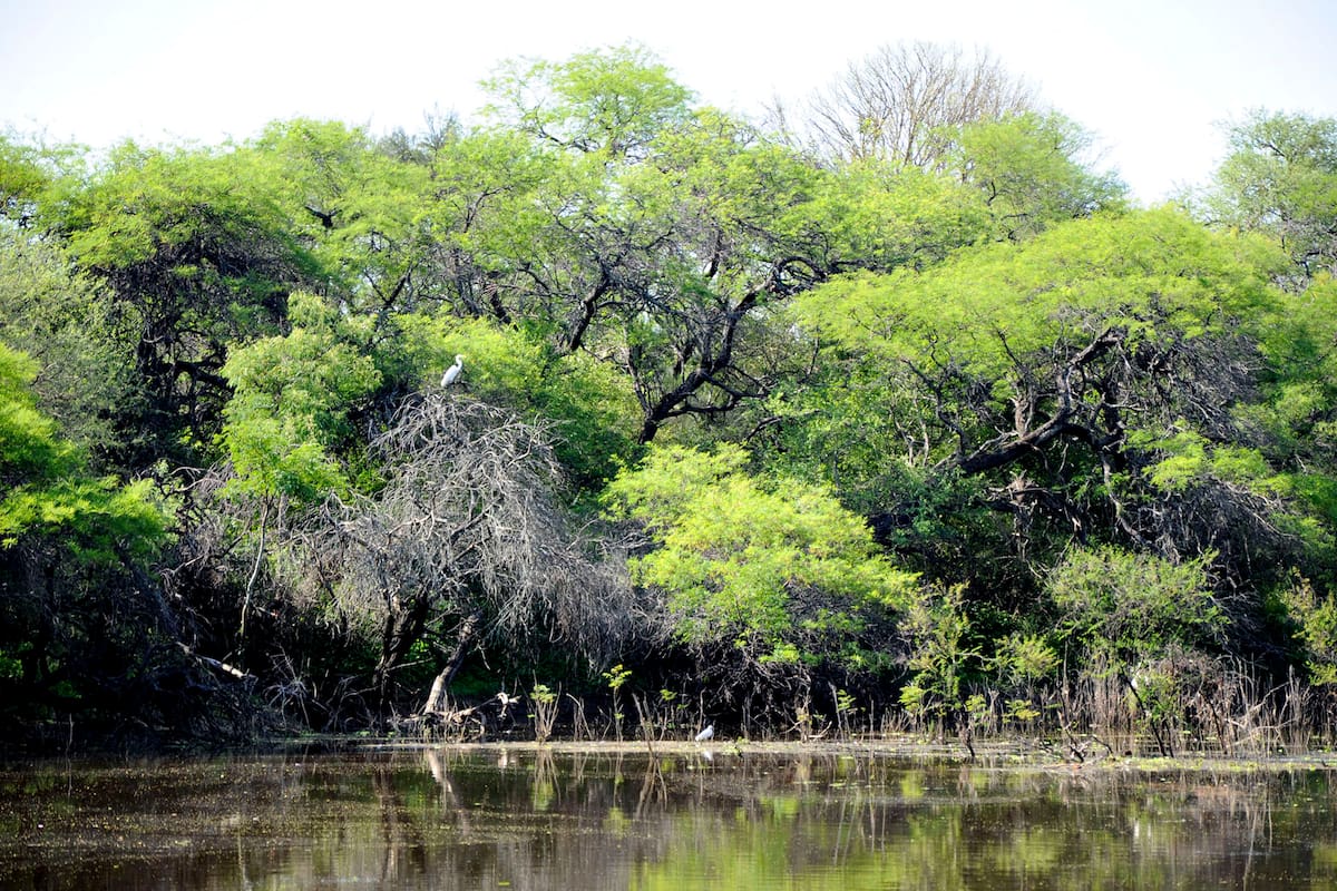 El quebracho para los durmientes se extrae de Chaco, Santiago del Estero y de Formosa, donde la deforestación ha sido un gran problema ambiental