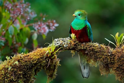 El quetzal, ave insignia de Costa Rica, se puede ver fácilmente en los bosques del país