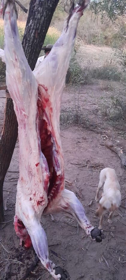 El quinto yaguareté registrado en la provincia de Formosa fue desollado por cazadores furtivos