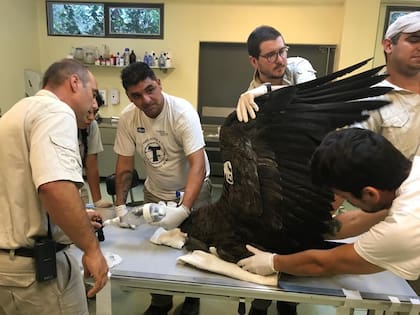El quirófano del Centro de Rescate Temaikèn