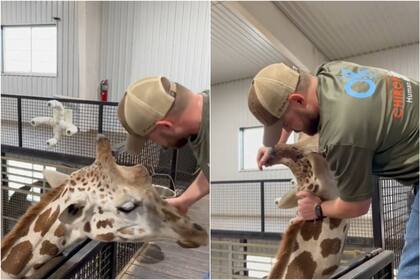 El quiropráctico que le acomodó la mandíbula a una jirafa y se hizo viral en TikTok