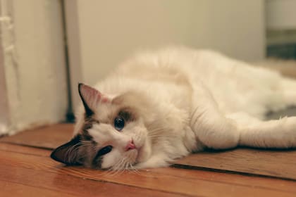 El ragdoll es especialmente recomendable para familias con niños, personas mayores o aquellos que prefieren un estilo de vida pacífico