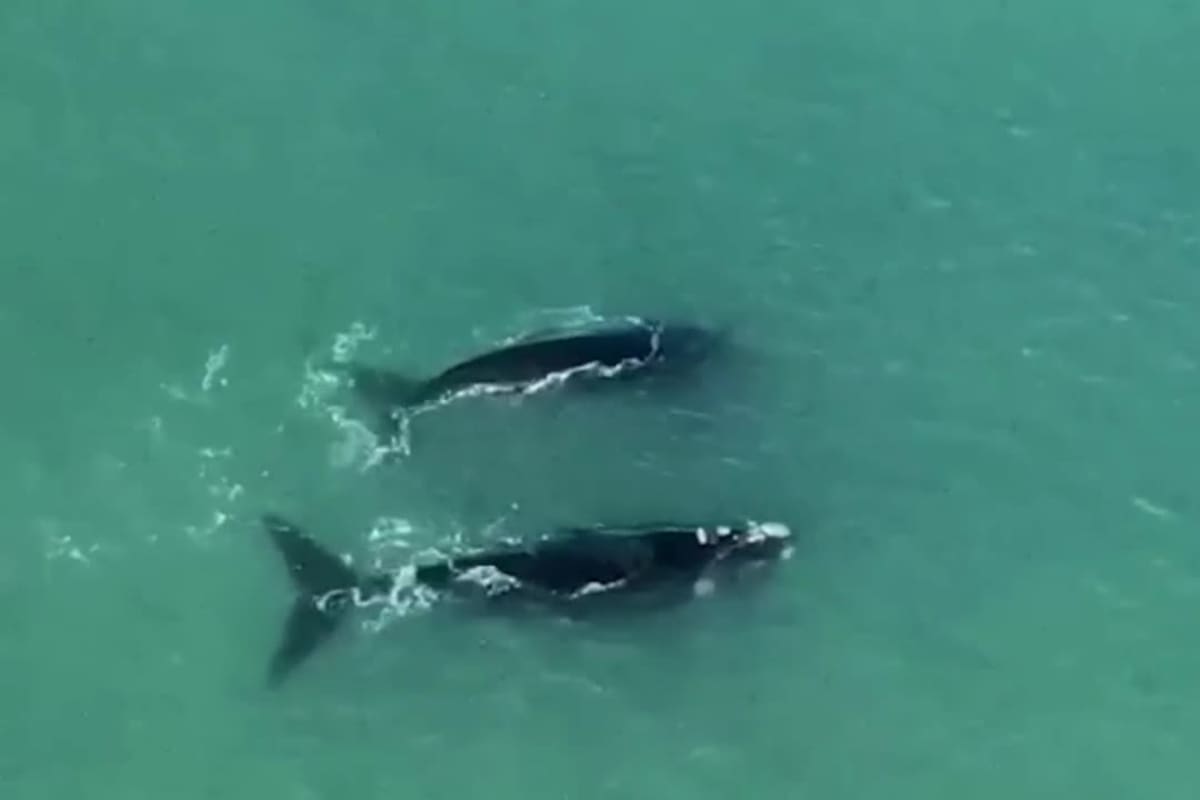 El raro avistaje de una pareja de ballenas francas en las playas de Mar del Plata que fue captado por un drone