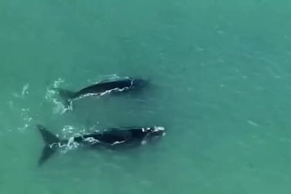 El raro avistaje de una pareja de ballenas francas en las playas de Mar del Plata que fue captado por un drone