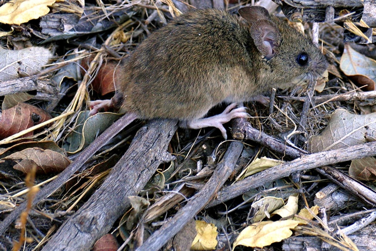 El ratón colilargo es el transmisor del hantavirus.