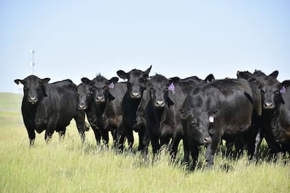 El rechazo se suma a la polémica que ya había generado el Sigtrazavet entre criadores, veterinarios y organizaciones vinculadas a los caballos deportivos