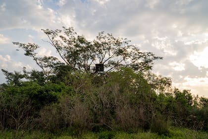 El recinto de presuelta donde los pichones esperan para ser luego liberados.