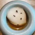 Un restaurante con estrellas Michelin servía un postre con hormigas: denunciaron al dueño y podría ir a la cárcel
