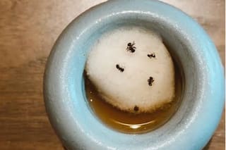 Un restaurante con estrellas Michelin servía un postre con hormigas: denunciaron al dueño y podría ir a la cárcel