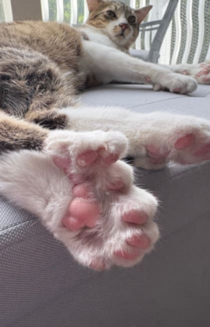 El récord Guinness que alcanzó Toby estaba vigente desde 2002 y pertenecía a Jake the Polydactyl Cat, de Canadá (Guinness World Records)