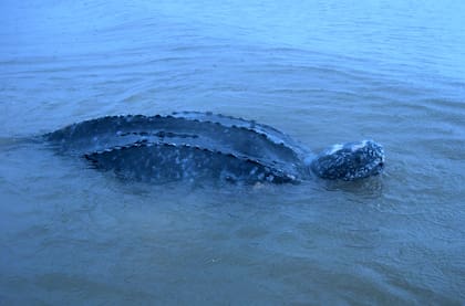El recorrido de estas tortugas arranca en Gabón y aparecen en el Río de La Plata en busca de medusas